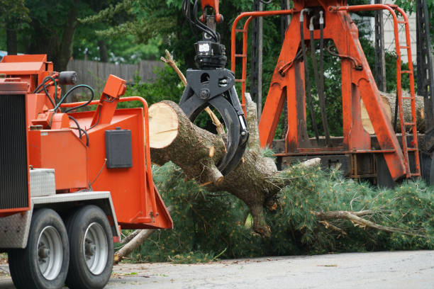 Seasonal Cleanup (Spring/Fall) in Freedom, CA